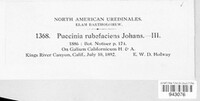 Puccinia rubefaciens image